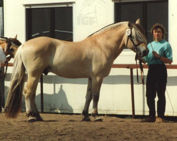 stallion Helot (Fjord Horse, 1981, from Helmar)