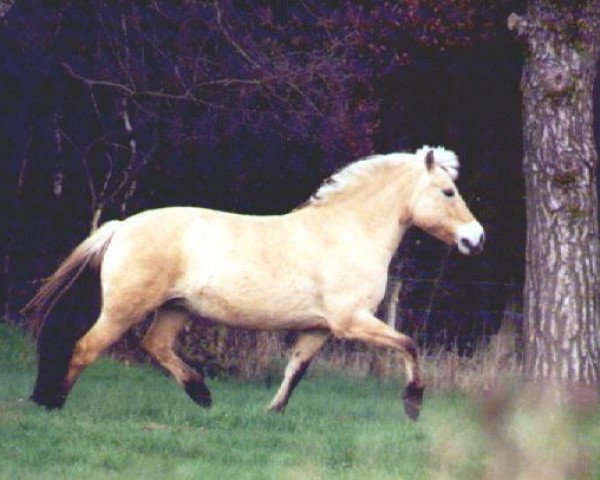 broodmare Greta (Fjord Horse, 1987, from Foss)