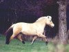 broodmare Greta (Fjord Horse, 1987, from Foss)