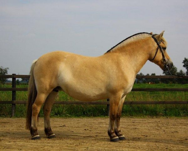 broodmare Thalke (Fjord Horse, 2001, from Kalif)