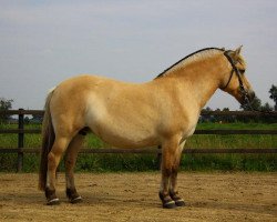 broodmare Thalke (Fjord Horse, 2001, from Kalif)