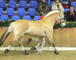 stallion Herko (Fjord Horse, 2005, from Kastanjegårdens Hannibal)