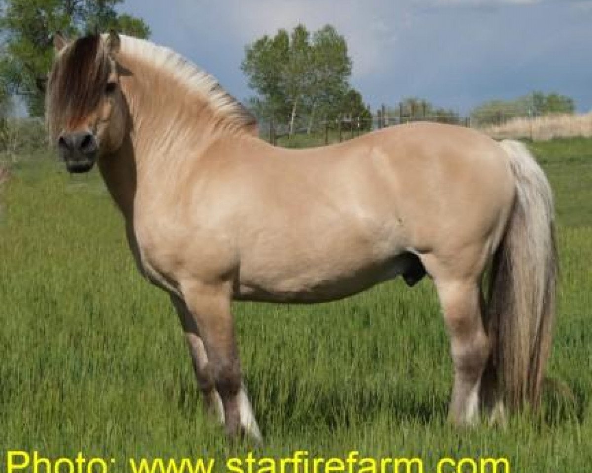 stallion Säthersblakken 2 F (Fjord Horse, 1991, from Rådar N.1989)