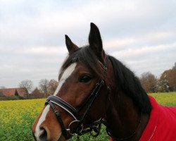 dressage horse Alfred St (German Riding Pony, 2017, from Adoro)