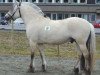 stallion Herman N.2707 (Fjord Horse, 1996, from Säthersblakken 2 F)