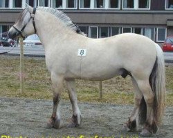 stallion Herman N.2707 (Fjord Horse, 1996, from Säthersblakken 2 F)