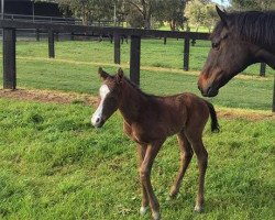 horse Persian Caviar xx (Thoroughbred, 2021, from Written Tycoon xx)