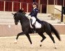 dressage horse Elfentanz (Oldenburg, 2008, from Fidertanz)