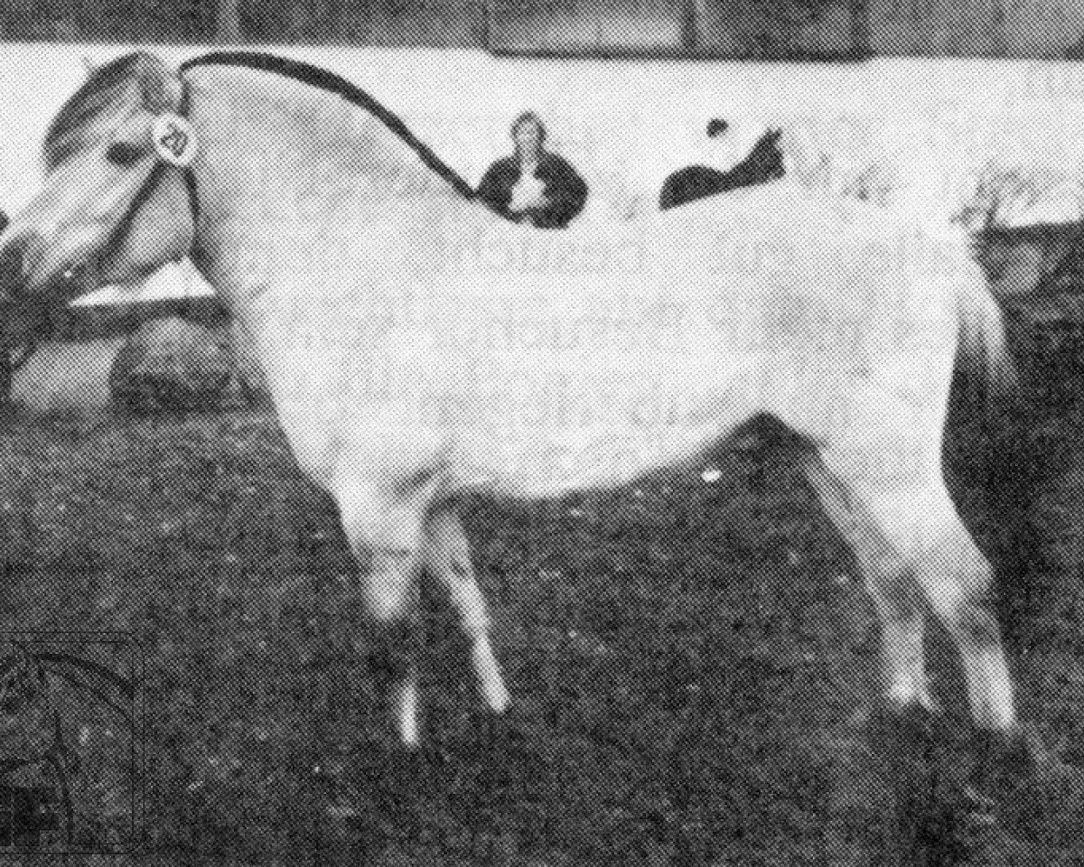 stallion Herusker (Fjord Horse, 1988, from Hegdal)