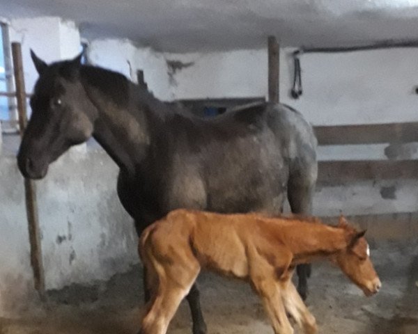 Pferd Hengst von Lücke (Trakehner, 2022, von Luecke)