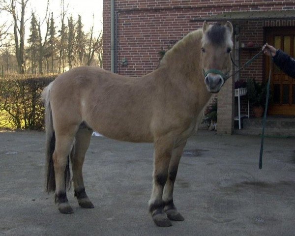 stallion Hjell (Fjord Horse, 1982, from Heino F 78)