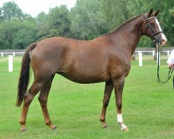 broodmare Klassic (Trakehner, 2003, from Freudenfest)