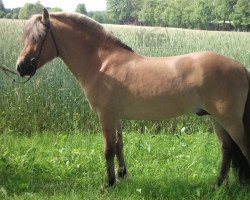 stallion Hjellsohn (Fjord Horse, 2007, from Hjell)