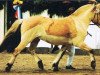 stallion Hjesco (Fjord Horse, 1986, from Hoimar)