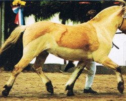 stallion Hjesco (Fjord Horse, 1986, from Hoimar)