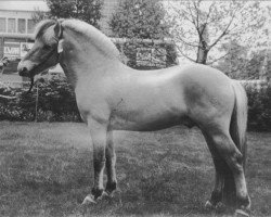 stallion Harry F 107 (Fjord Horse, 1973, from Heino F 78)