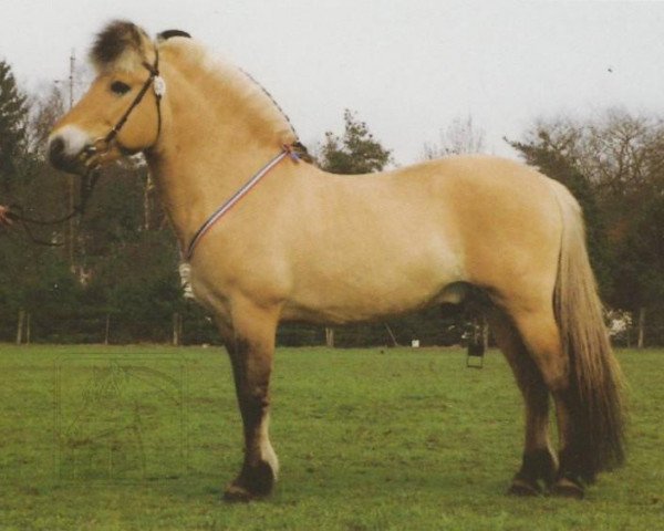 stallion Hoimar (Fjord Horse, 1979, from Harry F 107)