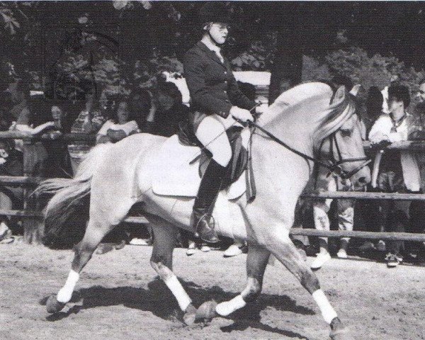 stallion Holtar (Fjord Horse, 1989, from Haavard)