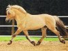 stallion Holunder (Fjord Horse, 1983, from Heino F 78)