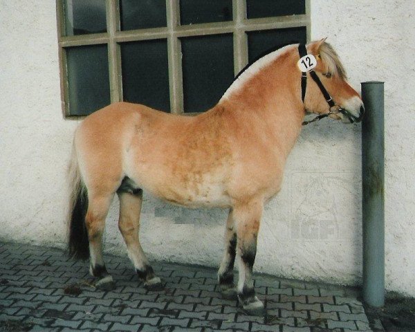 Deckhengst Helmar (Fjordpferd, 1977, von Heino F 78)