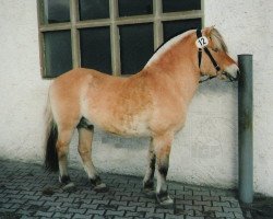 stallion Helmar (Fjord Horse, 1977, from Heino F 78)