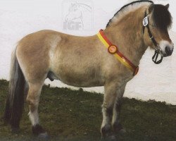 stallion Husar (Fjord Horse, 1999, from Helmar)