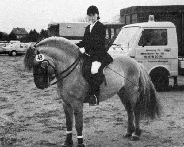 Pferd Gitano (Fjordpferd, 1982, von Ginger)