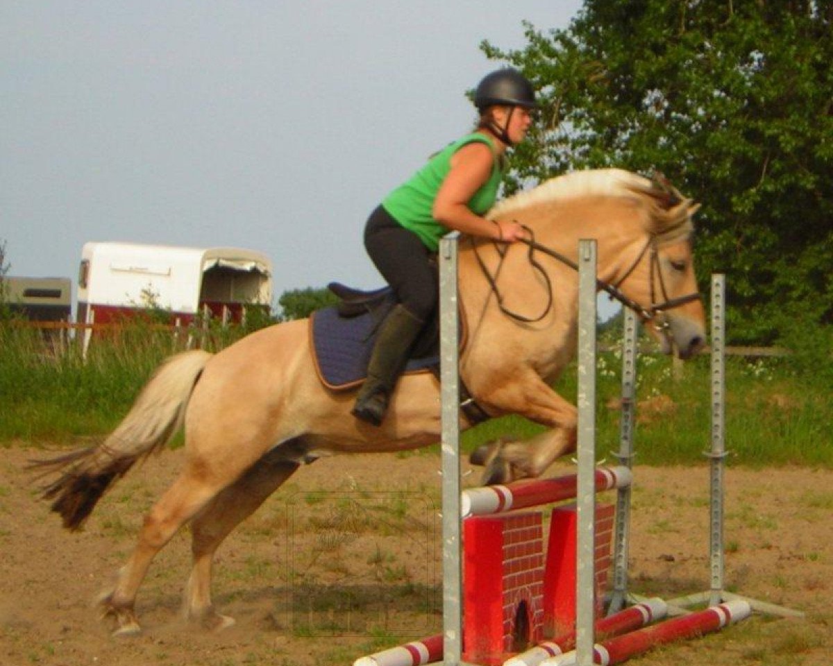 stallion Godehart (Fjord Horse, 1995, from Greiing Halsnæs)