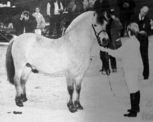 stallion Leon (Fjord Horse, 1981, from Luchs)