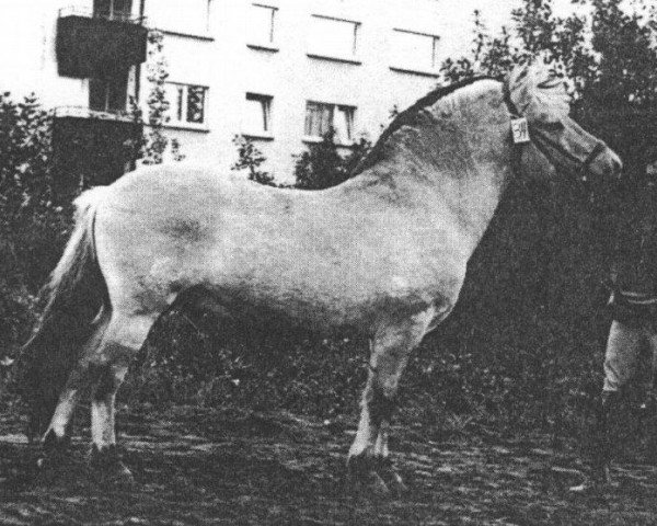 Deckhengst Luchs (Fjordpferd, 1968, von Leikar F 46)
