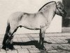 stallion Sensor (Fjord Horse, 1973, from Stendaler)
