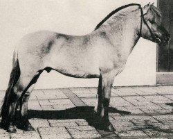 stallion Sensor (Fjord Horse, 1973, from Stendaler)