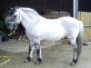 stallion Grande (Fjord Horse, 1991, from Ginger)