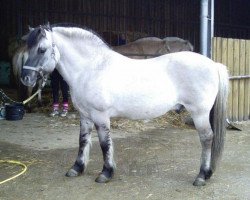 stallion Grande (Fjord Horse, 1991, from Ginger)