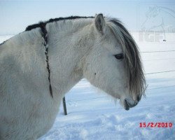 broodmare Babske van de Voort (Fjord Horse, 2000, from Almglimt)