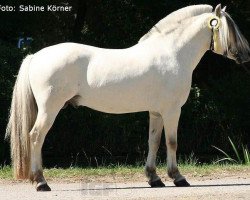 stallion Østerskov's Gulliver (Fjord Horse, 2003, from Pelle Halsnæs)