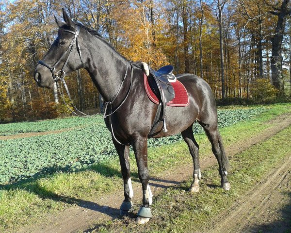 dressage horse Romantic Girl 3 (Mecklenburg, 2004, from Royal Olymp 142 FIN)