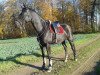 dressage horse Romantic Girl 3 (Mecklenburg, 2004, from Royal Olymp 142 FIN)