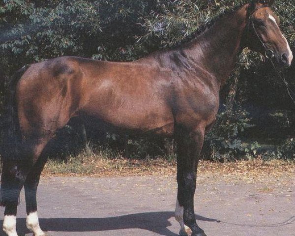 stallion Wousselt (Hanoverian, 1982, from Wenzel I)