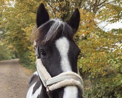 dressage horse Penélopé (Lewitzer, 2012)