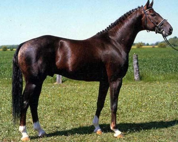 horse Wenzel I (Hanoverian, 1976, from Woermann)