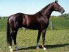 stallion Wenzel I (Hanoverian, 1976, from Woermann)