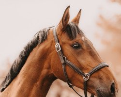 dressage horse Fräulein Frieda 26 (Westphalian, 2018, from Nymphenburg's First Ampere)