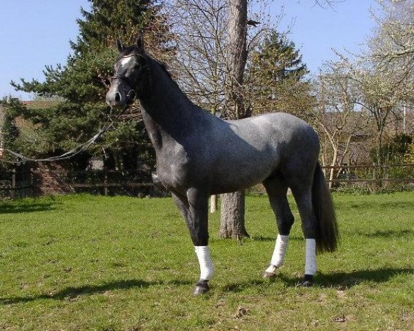 Springpferd Camelot 66 (Rheinländer, 1999, von Contago)