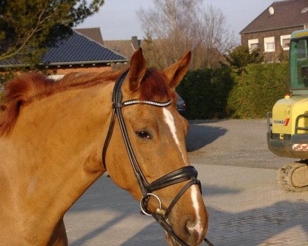 dressage horse Wolkenstern 8 (Hanoverian, 1999, from Wolkentanz I)