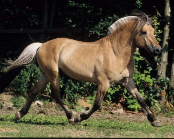 stallion Dalar (Fjord Horse, 1993, from Draustein)