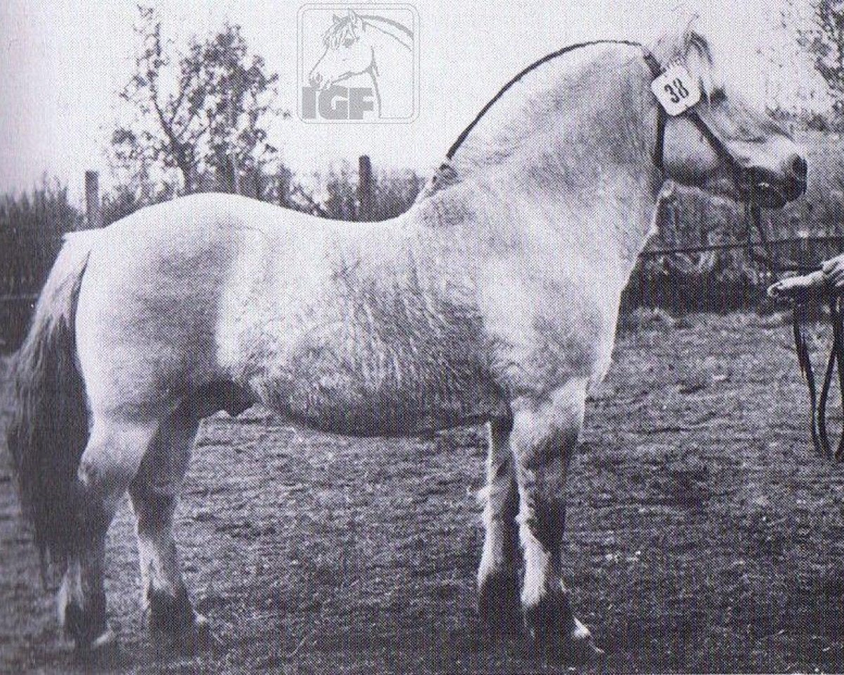 Deckhengst Asle K 581 (Fjordpferd,  , von Atle N.973)