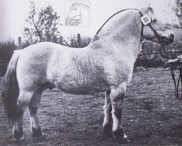 Deckhengst Asle K 581 (Fjordpferd,  , von Atle N.973)
