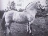 stallion Asle K 581 (Fjord Horse,  , from Atle N.973)