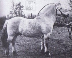 stallion Asle K 581 (Fjord Horse,  , from Atle N.973)